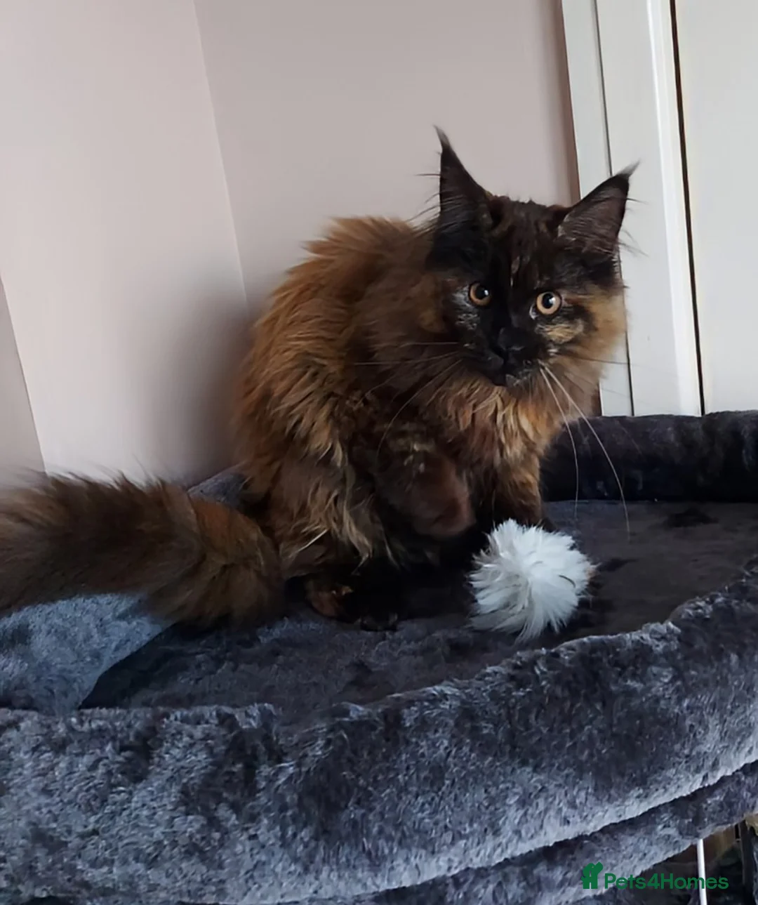 Maine Coon cats for sale: CUTE  MAINE COON GIRL /DNA/GCCF  - Advert 1