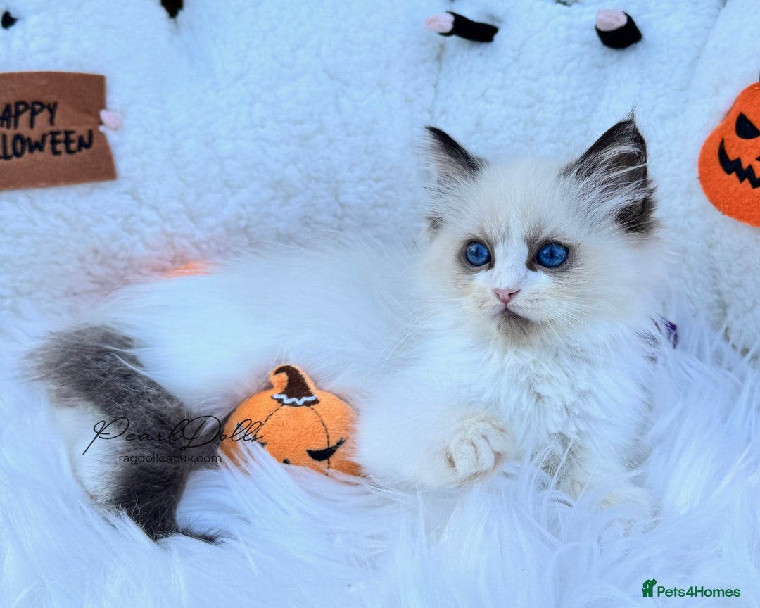 Ragdoll cats for sale: 🌸 GCCF Registered 🌸Exceptional Pedigree Ragdolls - Image 5