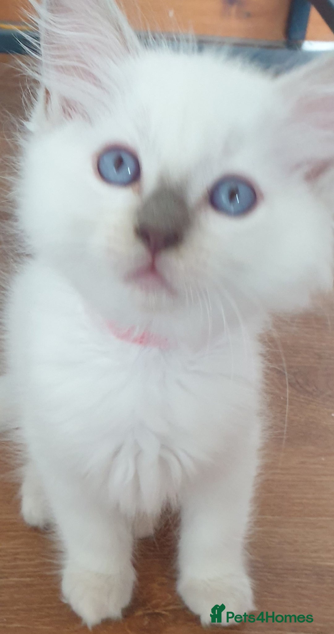 Ragdoll cats for sale: Beautiful GCCF lilac and Cream Point kittens - Image 28