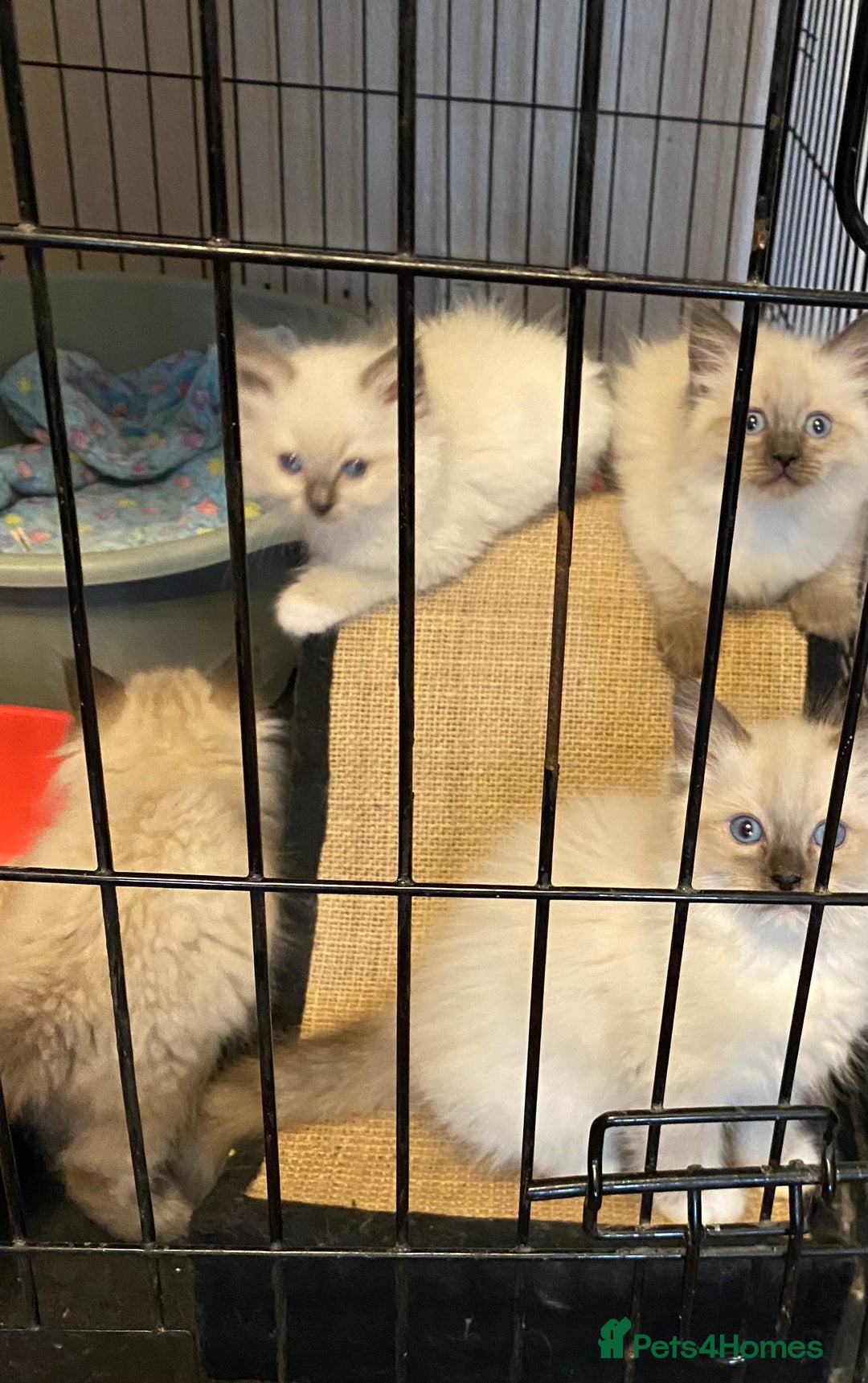 Ragdoll cats for sale: Ragdoll Kittens - Image 8