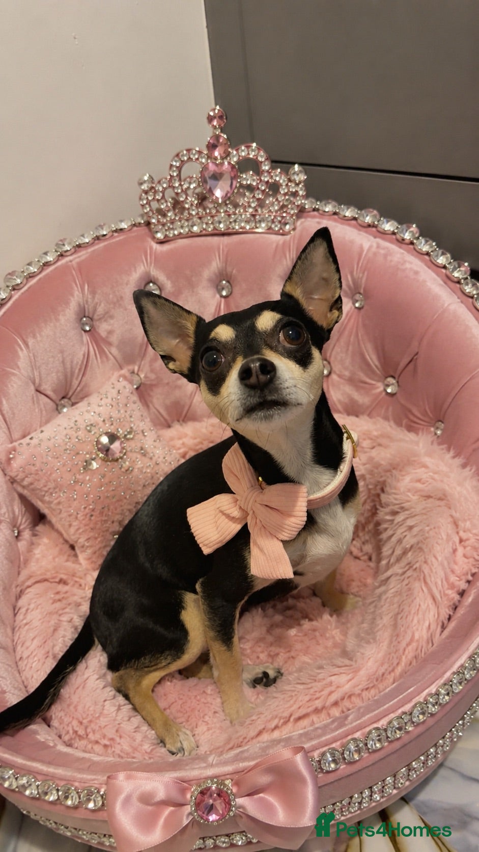 Chihuahua dogs Lilly  - Advert 2
