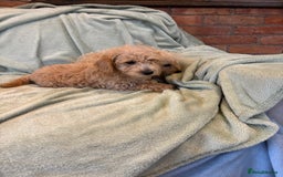 Mixed Breed dogs for sale: Adorable Cairnnoodle Puppies  - Image 5