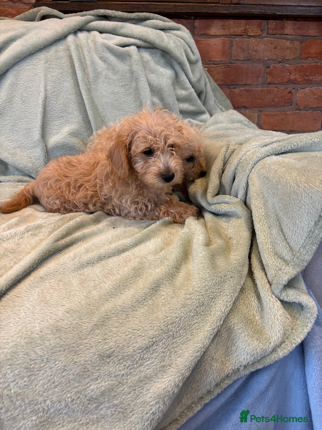 Mixed Breed dogs for sale: Adorable Cairnnoodle Puppies  - Image 5
