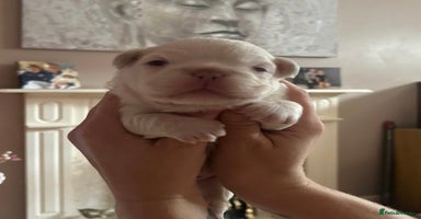 French Bulldog dogs - Advert 3