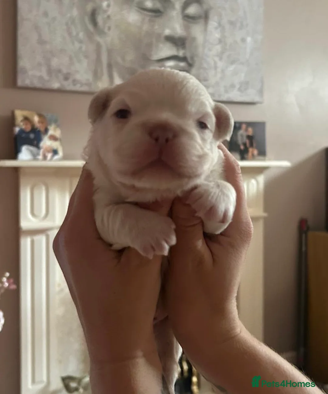 French Bulldog dogs for sale: Rare Fluffy French Bulldog Puppies READY NOW - Advert 2