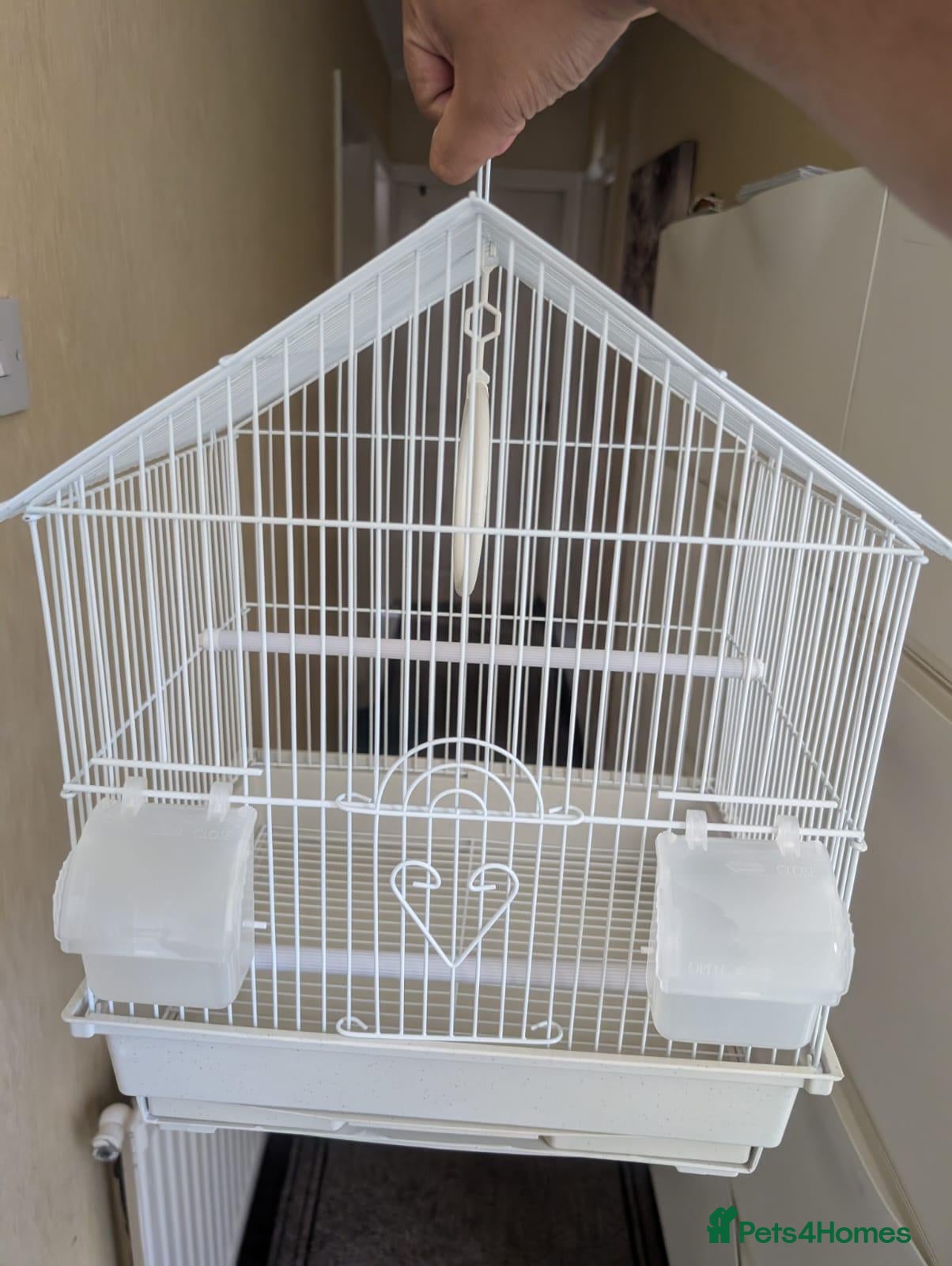 Budgerigars birds Bulk Lot Budgies - Advert 2