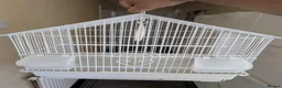 Budgerigars birds for sale: Male Budgie with Cage - Advert 2