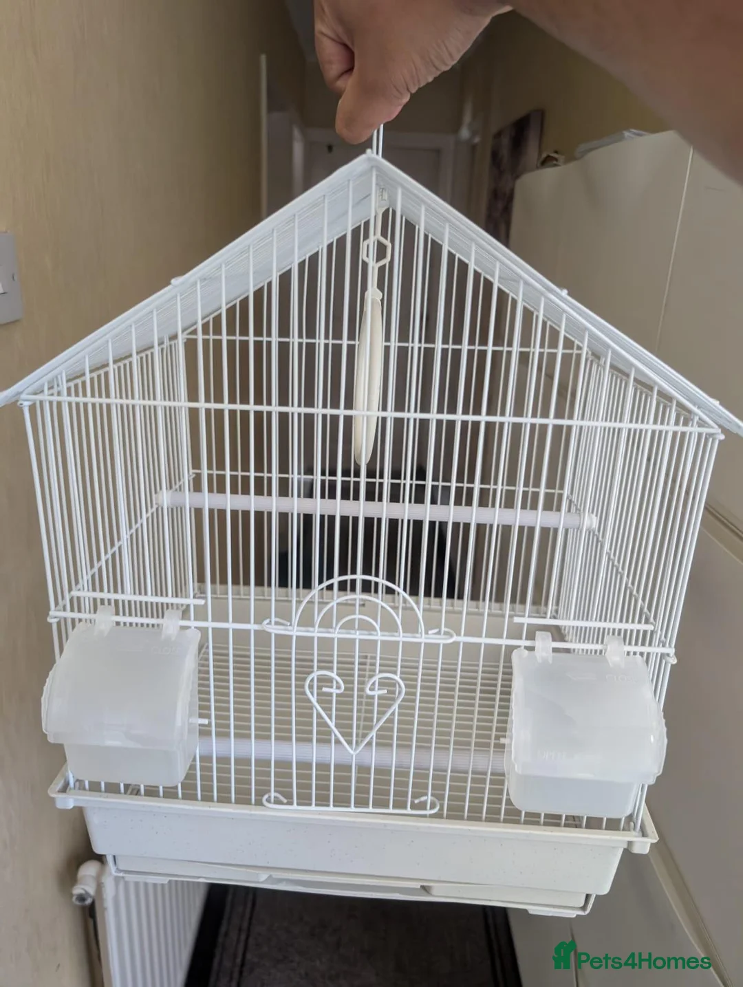 Budgerigars birds for sale: Male Budgie with Cage - Advert 2