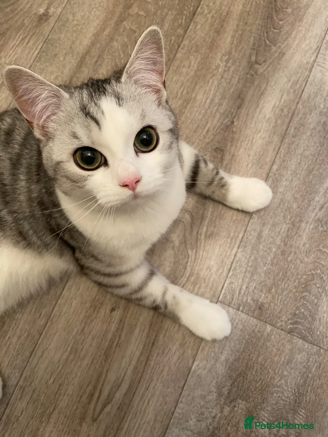 Mixed Breed cats for sale: Persian Chinchilla x British Shorthair – Milo  - Advert 1