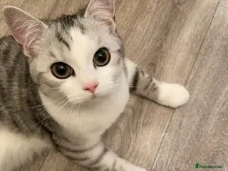 Mixed Breed cats Persian Chinchilla x British Shorthair – Milo - Advert 5