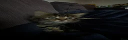 Mixed Breed cats for sale: Bengal x Maine coon  - Advert 10