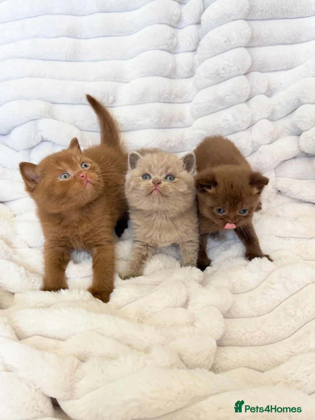 British Shorthair cats for sale: 😍SHOW-STOPPING BRIT SHORTHAIR LITTERS 😍 in Bromley - Advert 1