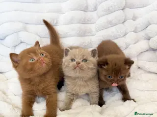 British Shorthair cats for sale: 😍SHOW-STOPPING BRIT SHORTHAIR LITTERS 😍 - Advert 1