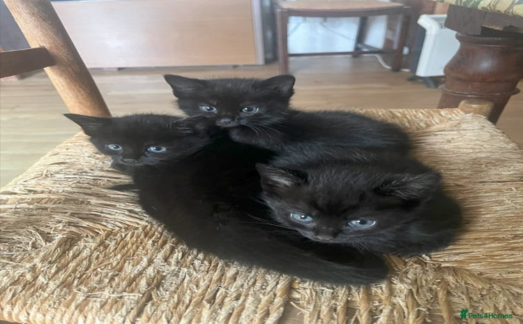 Mixed Breed cats - Advert 12