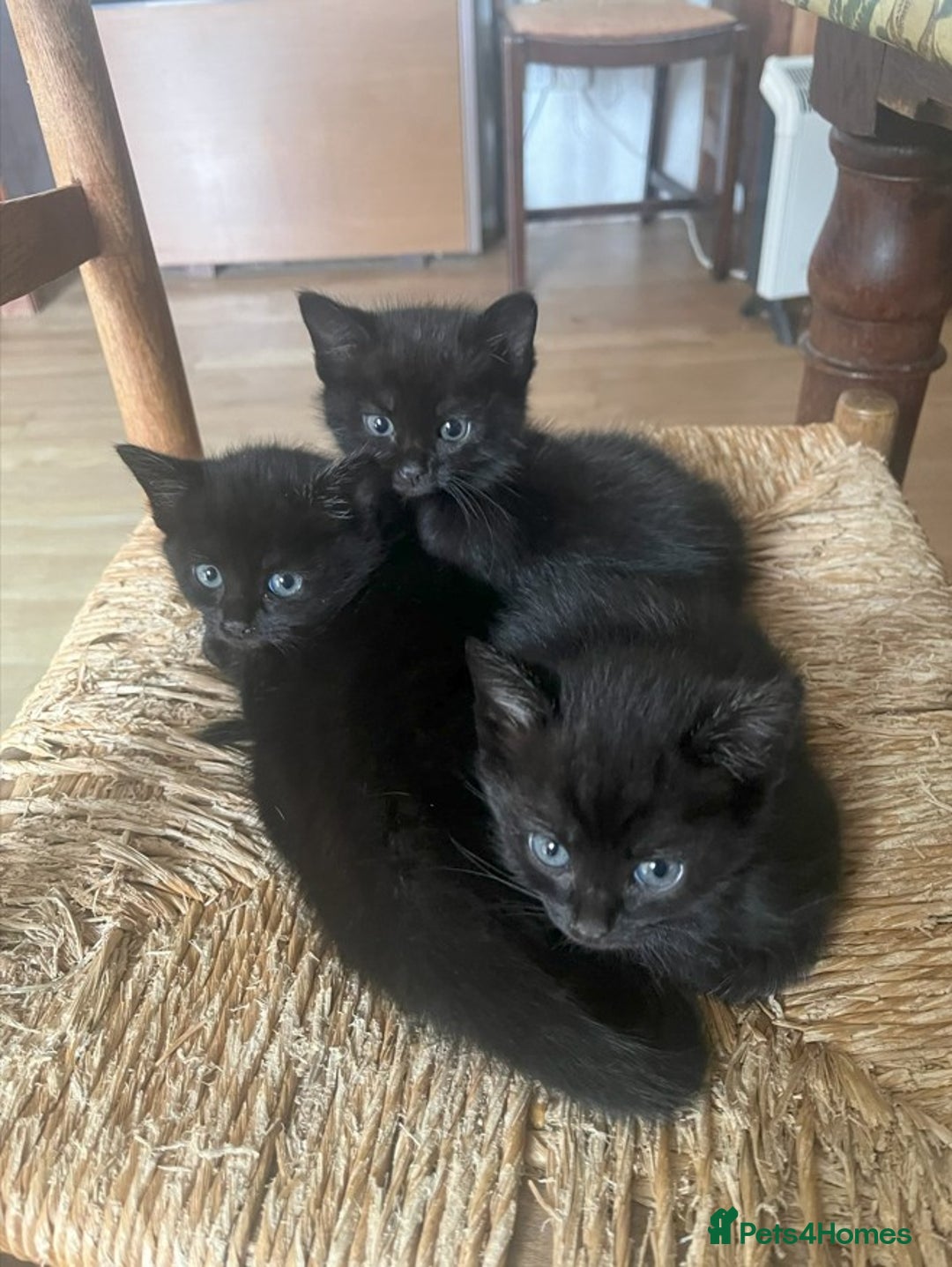 Mixed Breed cats for sale: 3 Black Kittens from White Birman Mother - Image 1