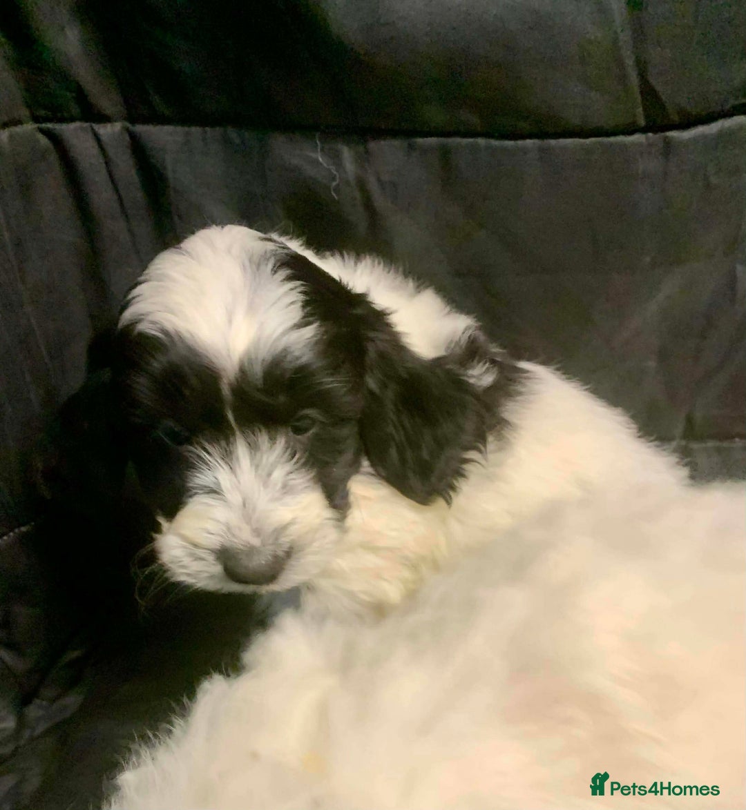 Cockapoo dogs for sale: F1 Cockapoo puppies ready now  - Advert 17