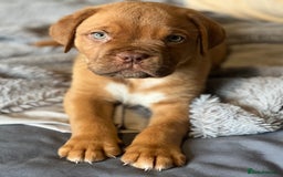 Dogue De Bordeaux dogs for sale: Kc registered Dogue de bordeaux puppies  - Image 17