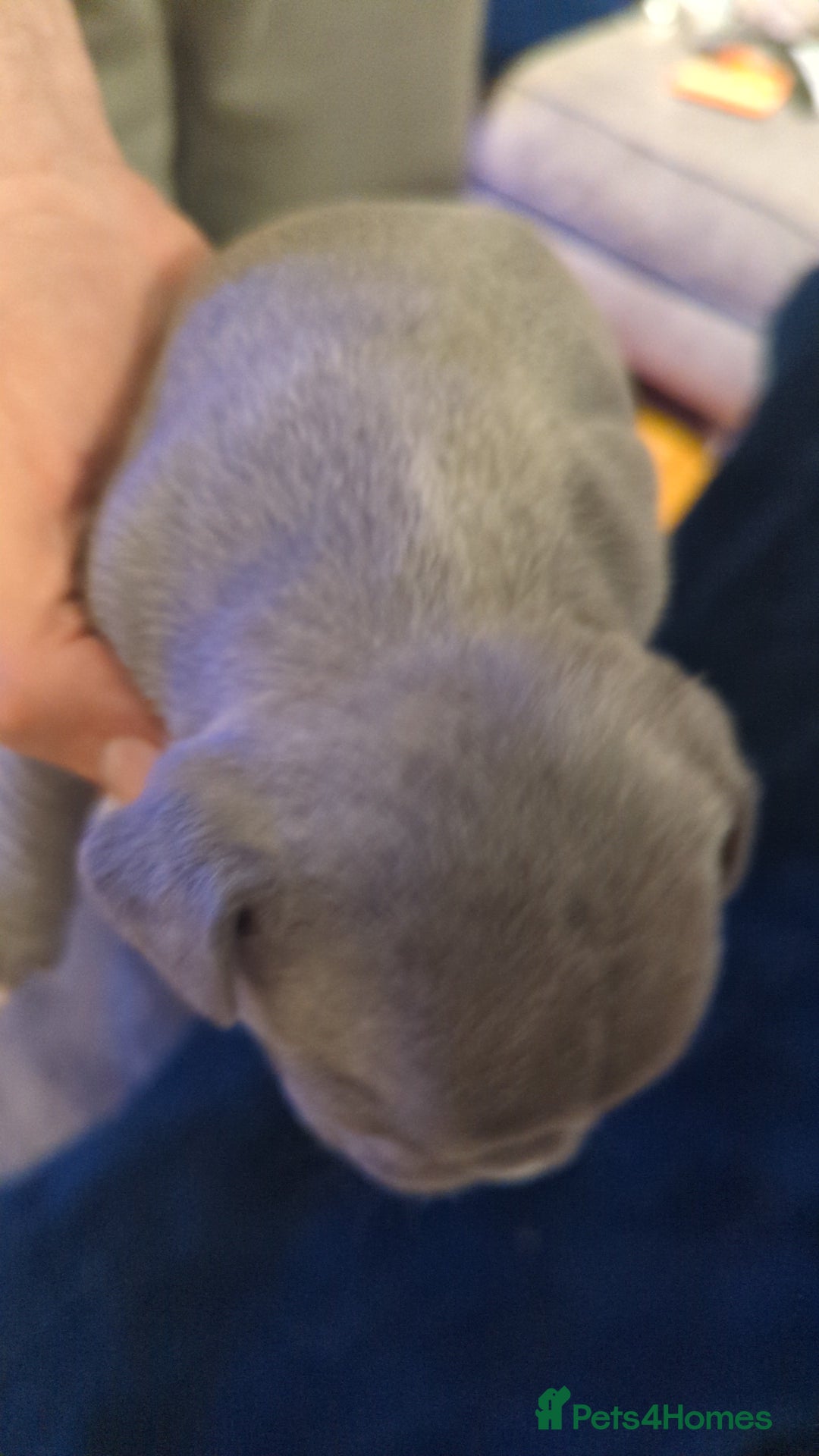 French Bulldog dogs for sale:  🐶 Adorable French Bulldog Puppies December! 🐶 - Image 7