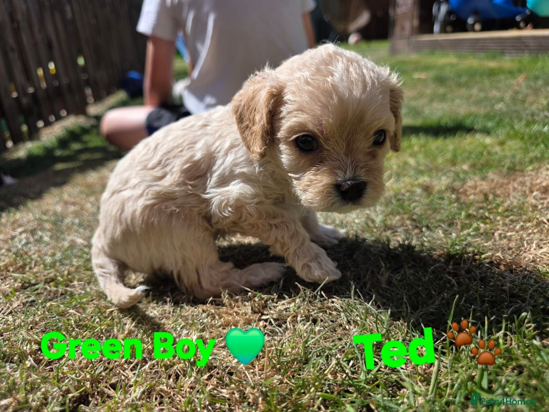 Cavachon dogs for sale: Cavalier King Charles x Cavachon - Image 19