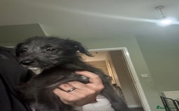 Lurcher dogs for sale: Last girl puppy available now. 💗 - Image 5