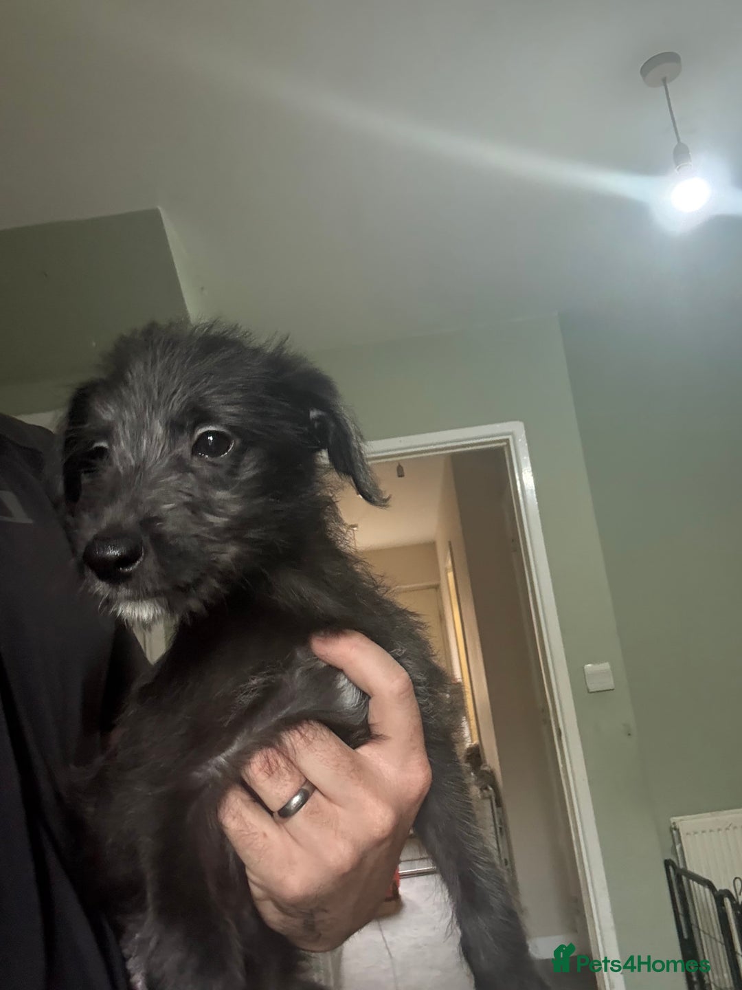 Lurcher dogs for sale: Last girl puppy available now. 💗 - Image 5