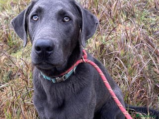 Labrador Retriever dogs Handsome Charcoal Labrador stud in Ware - Advert 10