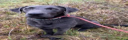 Labrador Retriever dogs for stud: Handsome Charcoal Labrador stud in Ware - Advert 1