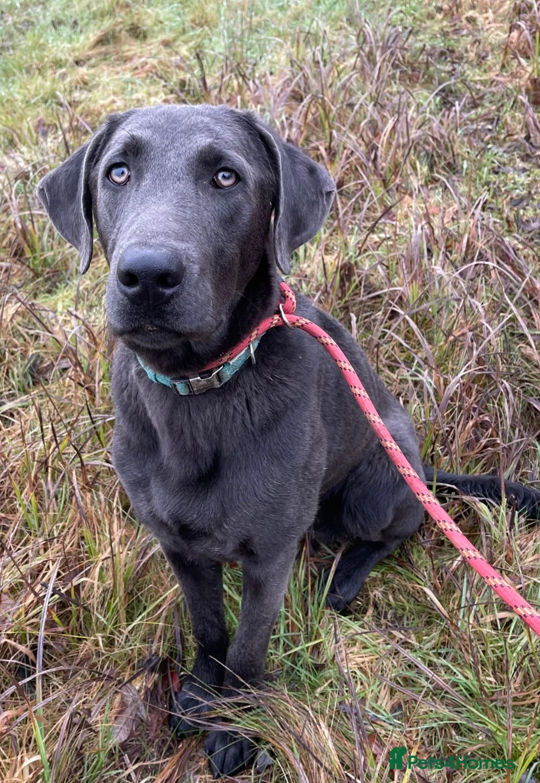 Labrador Retriever dogs for stud: Handsome Charcoal Labrador stud in Ware - Advert 1