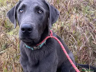 Labrador Retriever dogs Handsome Charcoal Labrador stud in Ware - Advert 19