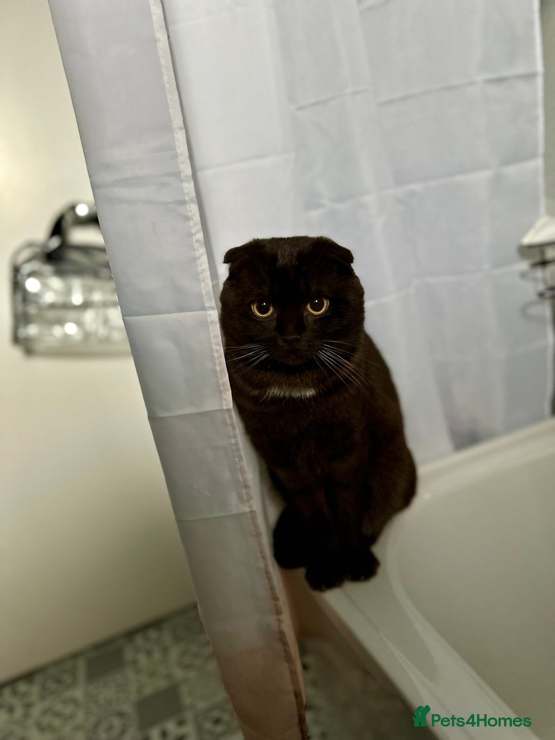 Mixed Breed cats for sale: 2 beautiful ragfolds looking for a loving home  - Image 5