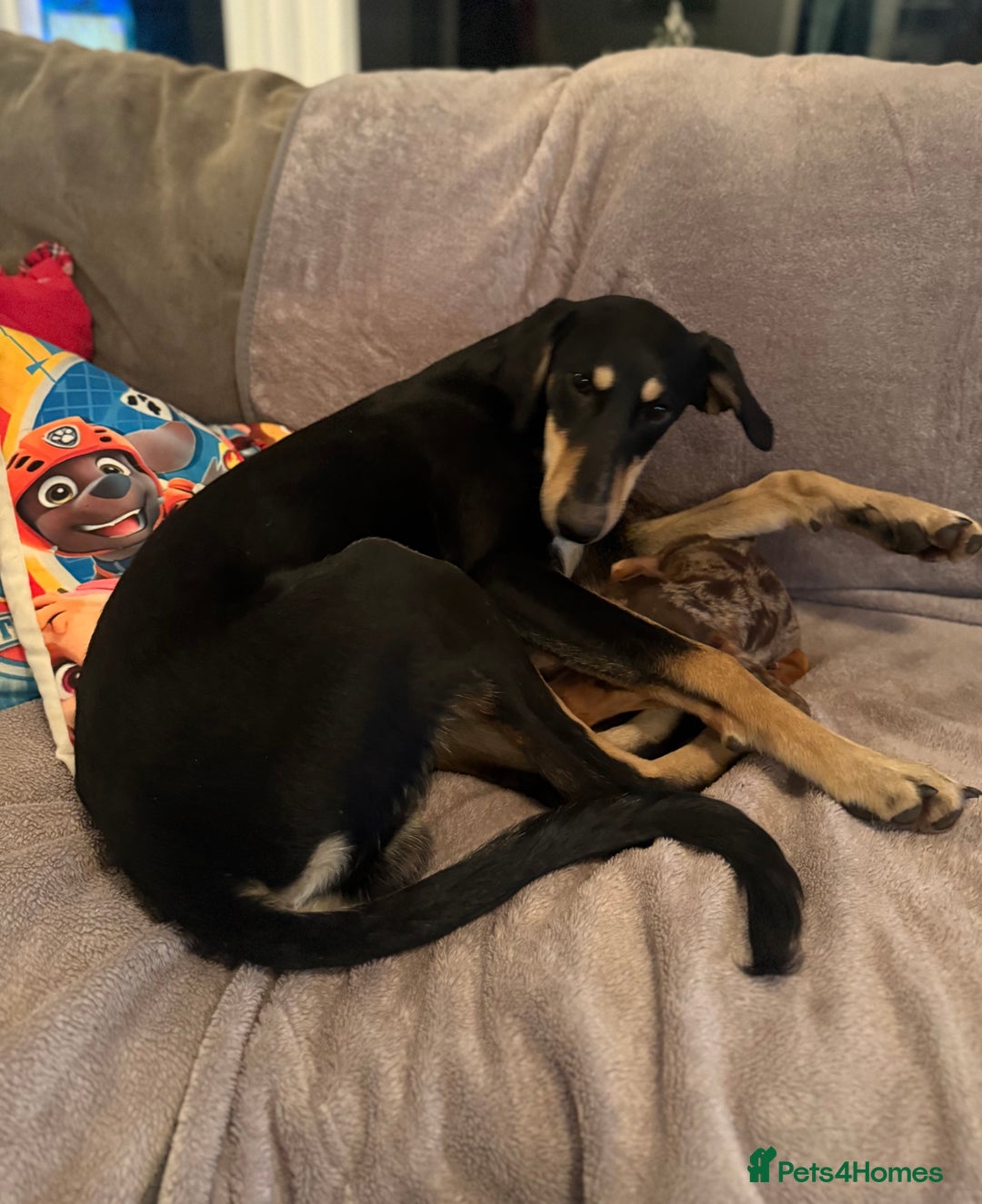 Lurcher dogs for sale: Trigger our super friendly lurcher.  - Advert 2