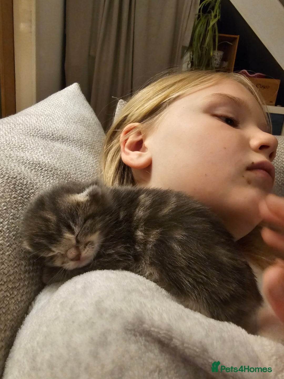 Mixed Breed cats for sale: Part Maine Coon - Advert 9