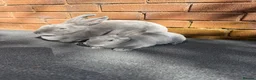 Rex rabbits for sale: Stunning Beautiful Blue Mini Rex Does  - Advert 1