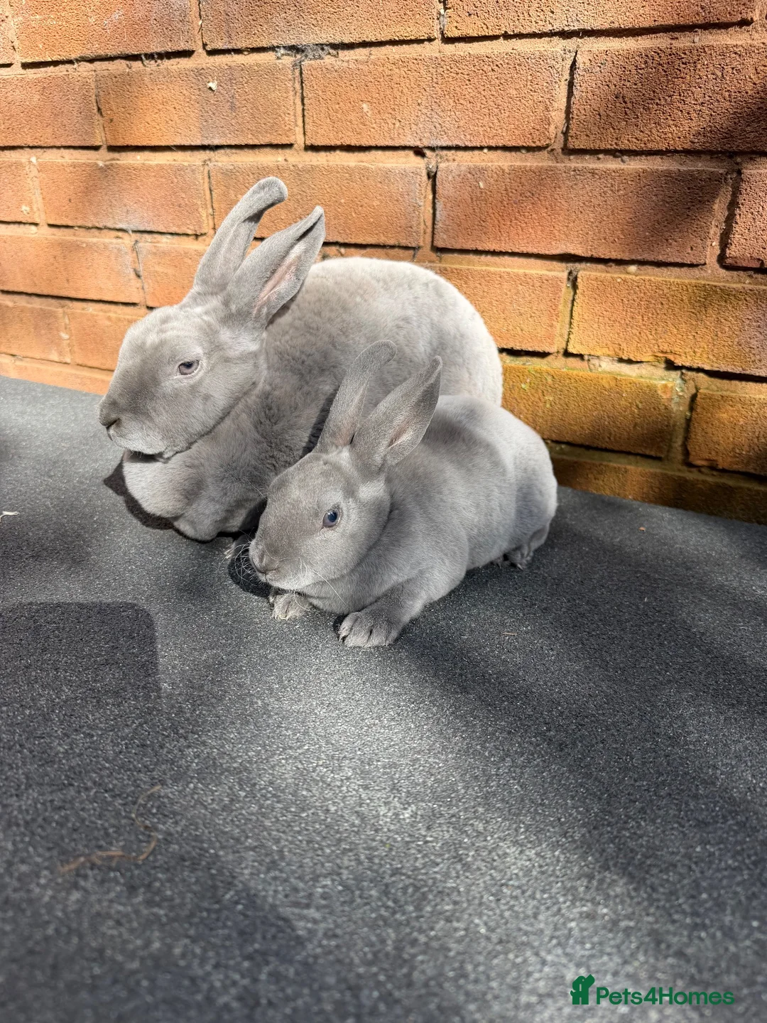 Rex rabbits for sale: Stunning Beautiful Blue Mini Rex Does  - Advert 1