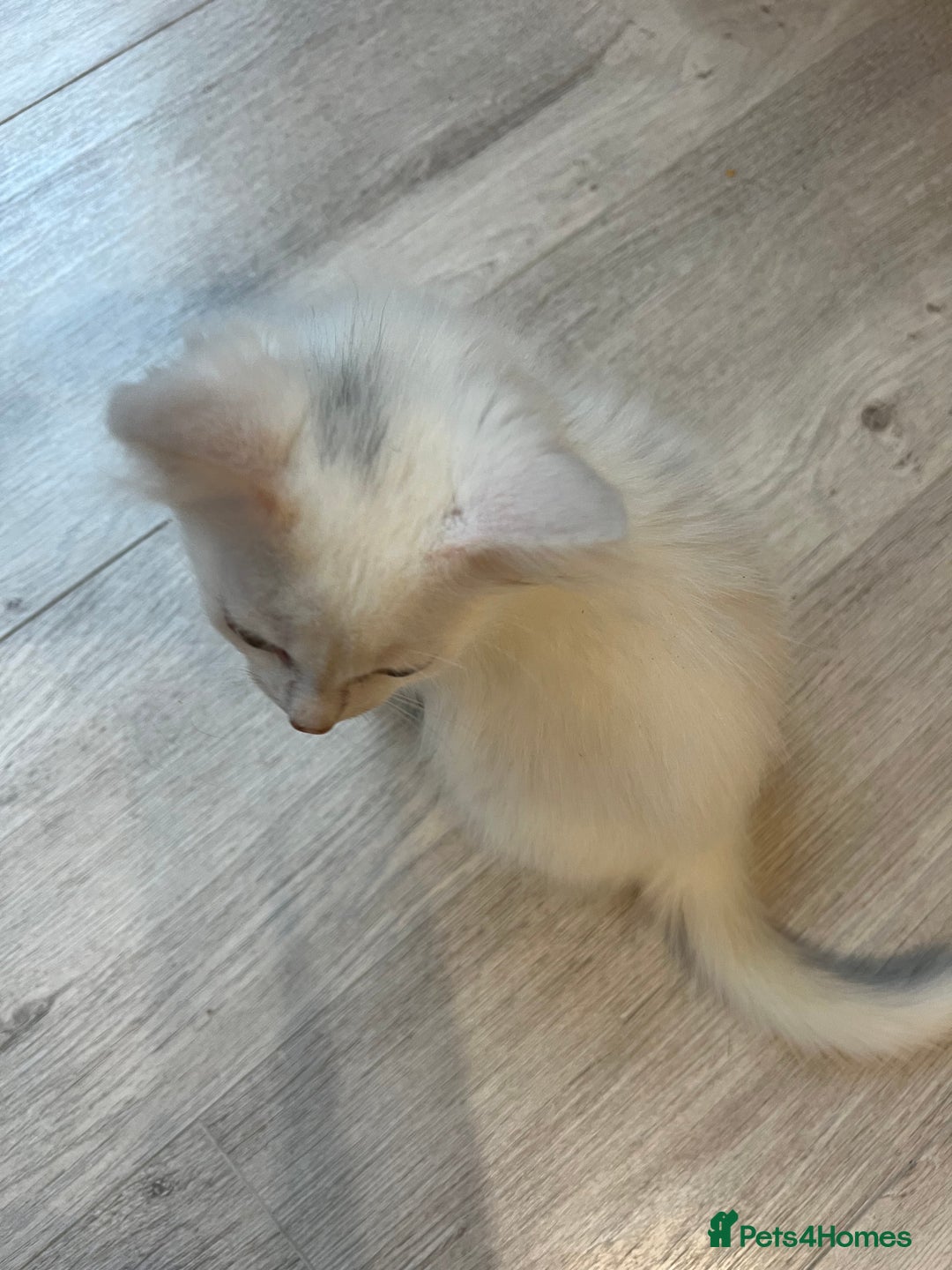 Turkish Angora cats for sale: cute white kittens - Image 14