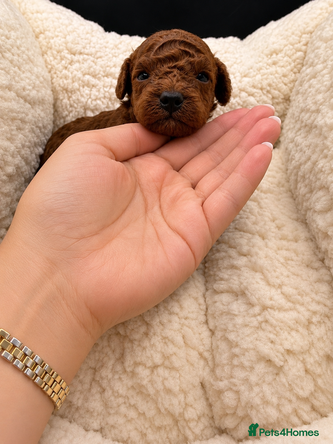 Toy Poodle dogs for sale: Asian Toy Poodle 🐩  - Advert 2