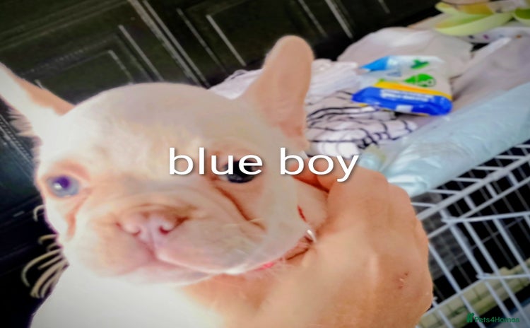 French Bulldog dogs - Advert 1