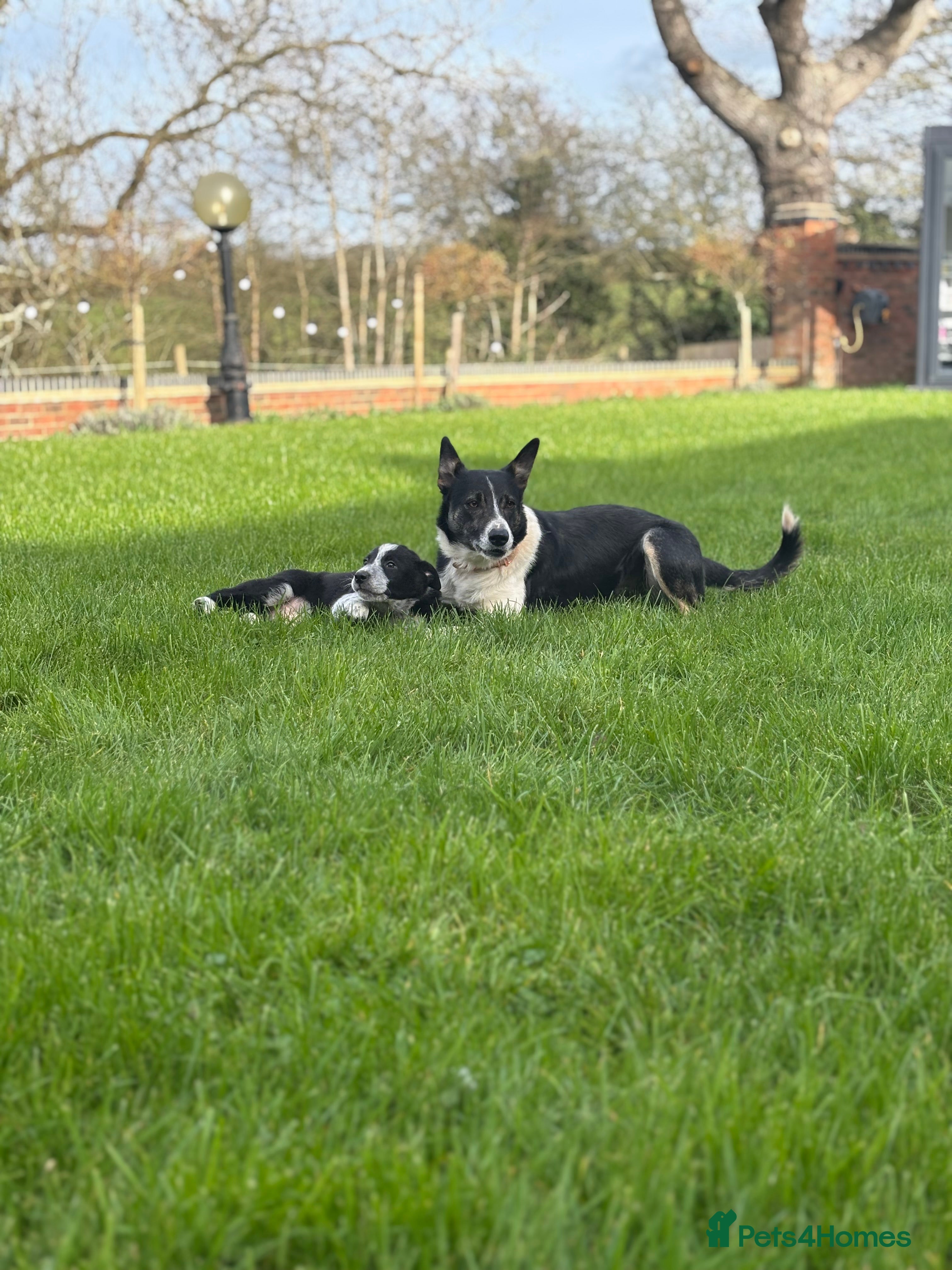 Welsh Collie dogs 3 lovely working boy pups  - Advert 10