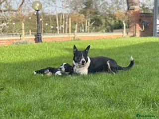 Welsh Collie dogs 3 lovely working boy pups - Advert 10