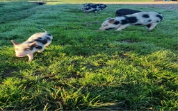 Pig livestock for sale: Micro pigs /t cup - Image 10