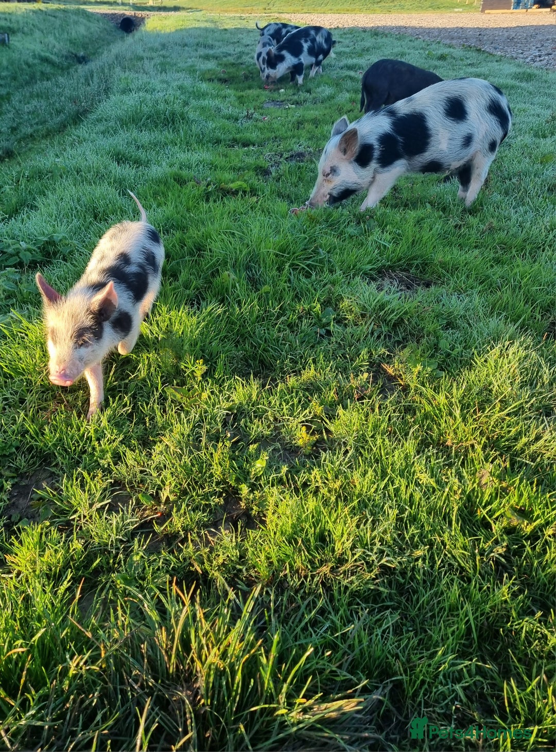 Pig livestock for sale: Micro pigs /t cup - Image 10