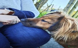 Mixed Breed dogs for adoption: Balto for adoption - Image 8