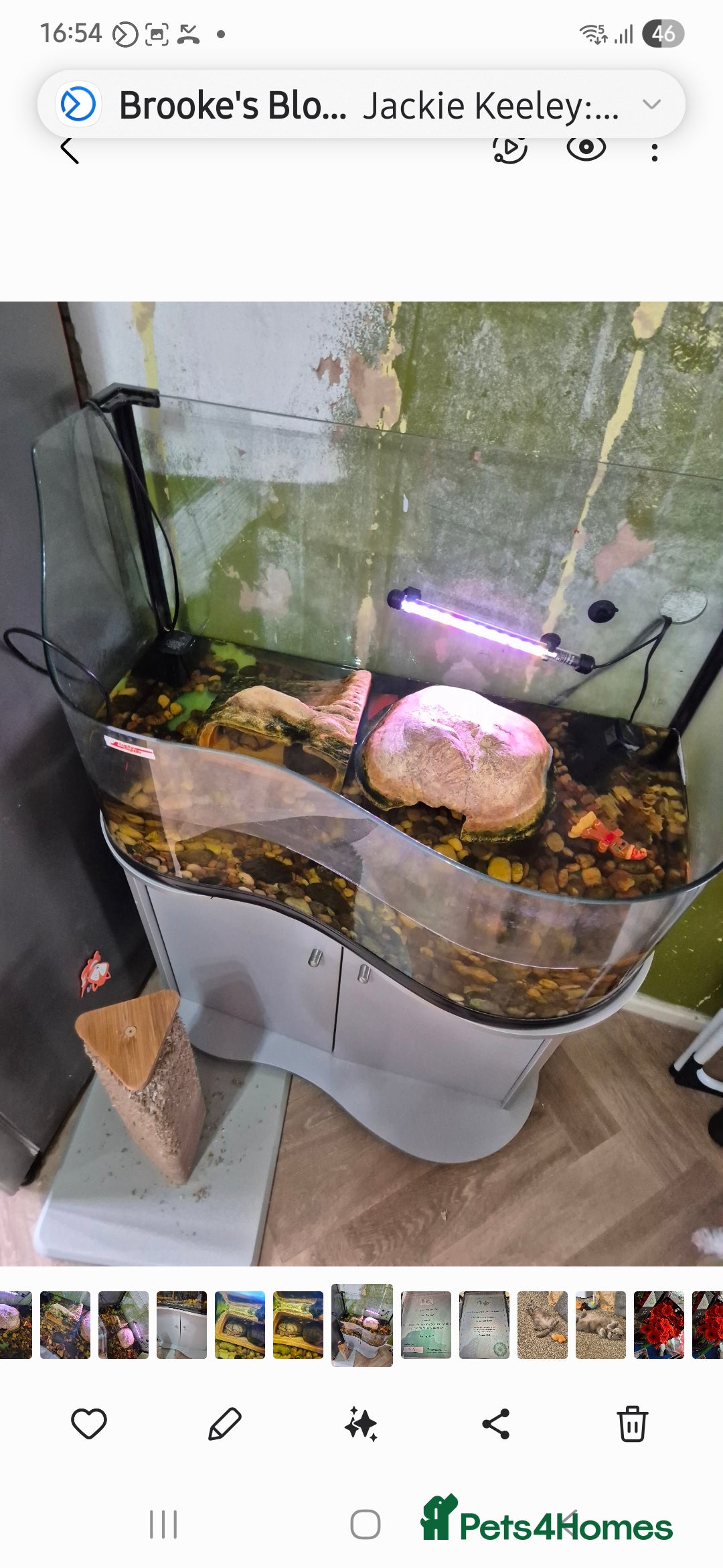Turtle reptiles for sale: Turtles  - Image 2