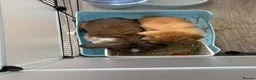 Mini Lion Lop rabbits for sale: 2 x Female Mini Lion Lop’s in Barry - Advert 7