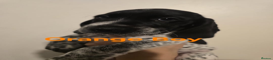 Orange collar