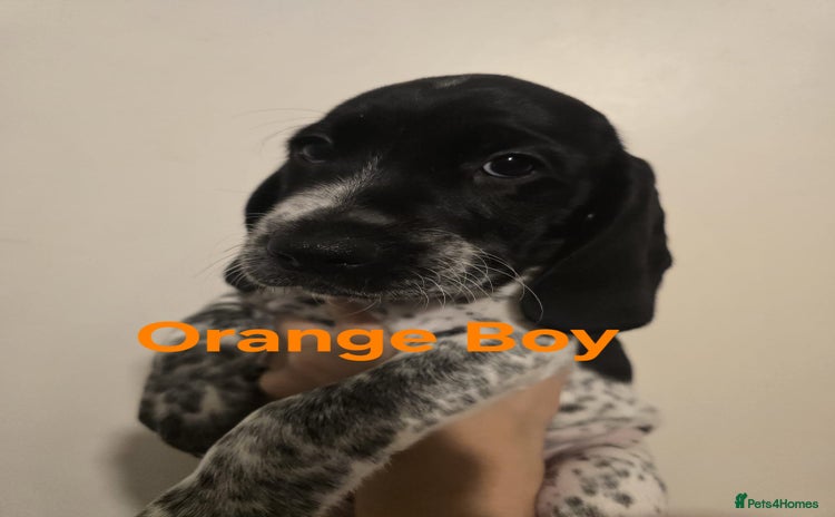 Mixed Breed dogs - Advert 1