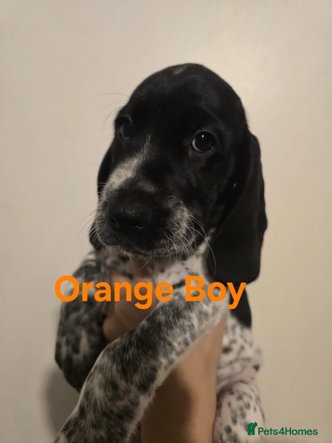 Mixed Breed dogs for sale: Blue Roan Cocker Spaniel Mix  - Image 1