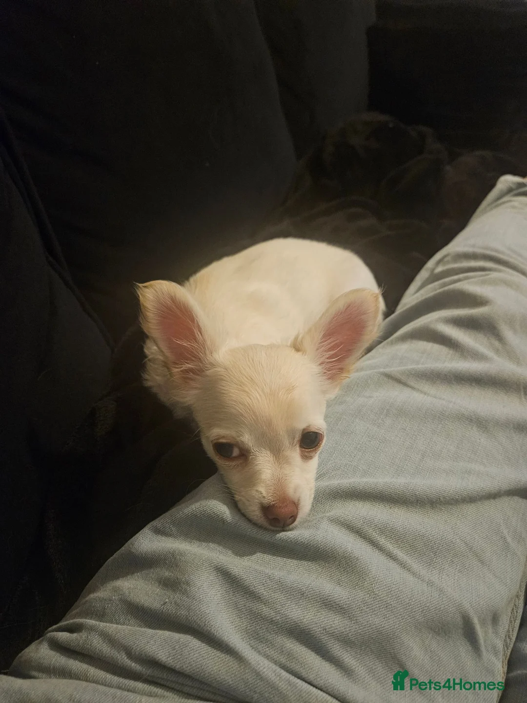 Chihuahua dogs for sale: 4 month little girl - Advert 2