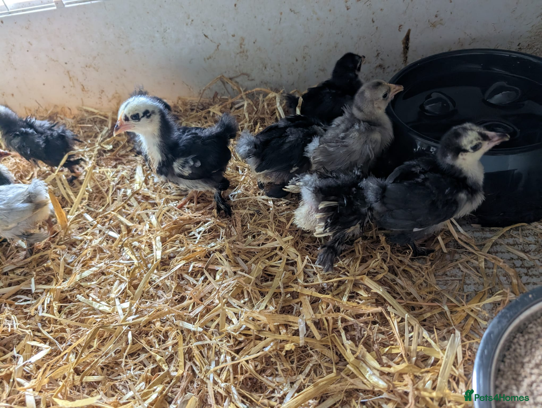 Chickens poultry for sale: Various unsexed chicks and Quails - Image 13