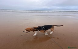 Beagle dogs for sale: Beagle re-homed - Image 7